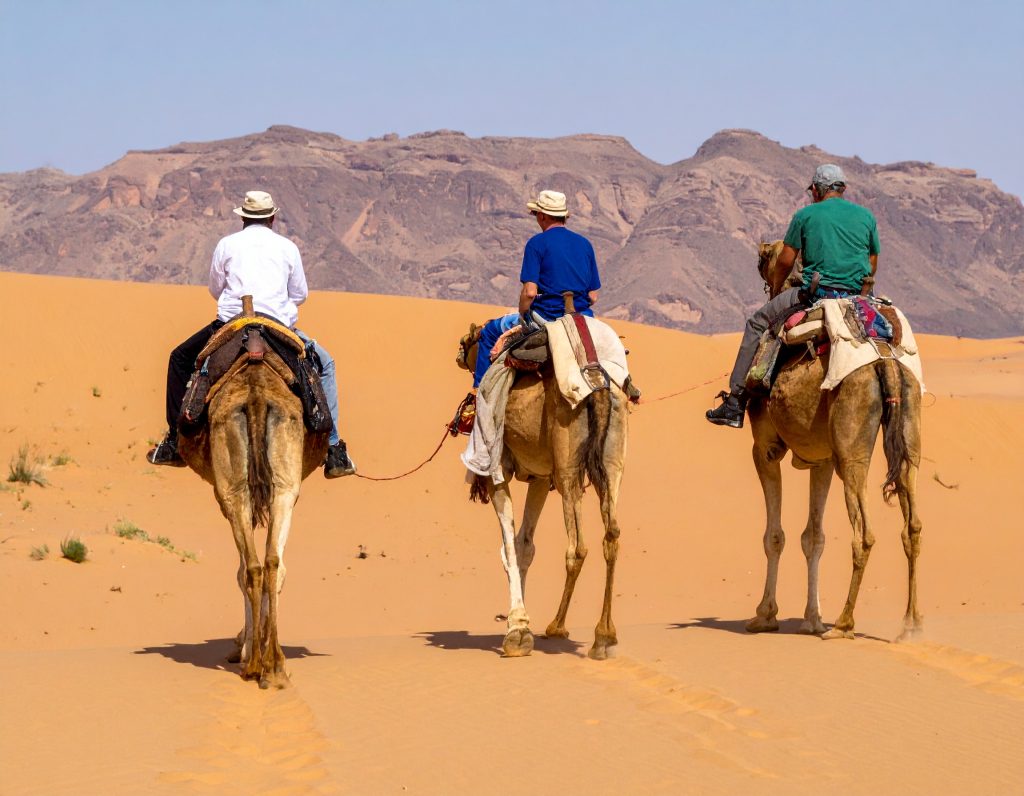 tre kameler i öknen